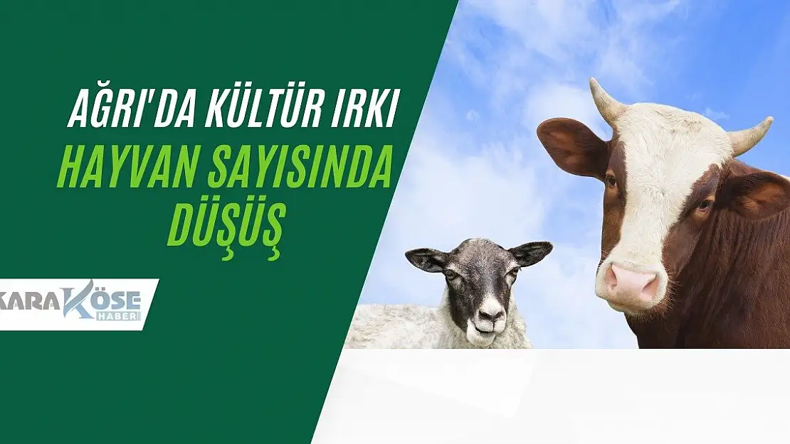 Ağrı'da Kültür Irkı Hayvan Sayısında Düşüş