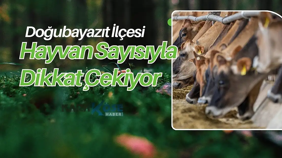 Doğubayazıt İlçesi Hayvan Sayısıyla Dikkat Çekiyor