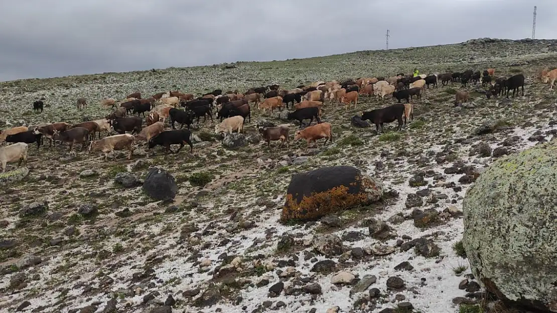 Merada Otlayan Hayvanlar Doluya Yakalandı