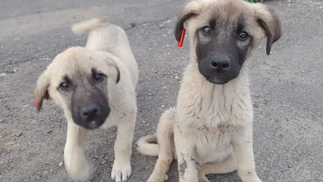 Ağrı'da Anneleri Telef Olan Yavru Köpekler Şefkat Eli Bekliyor