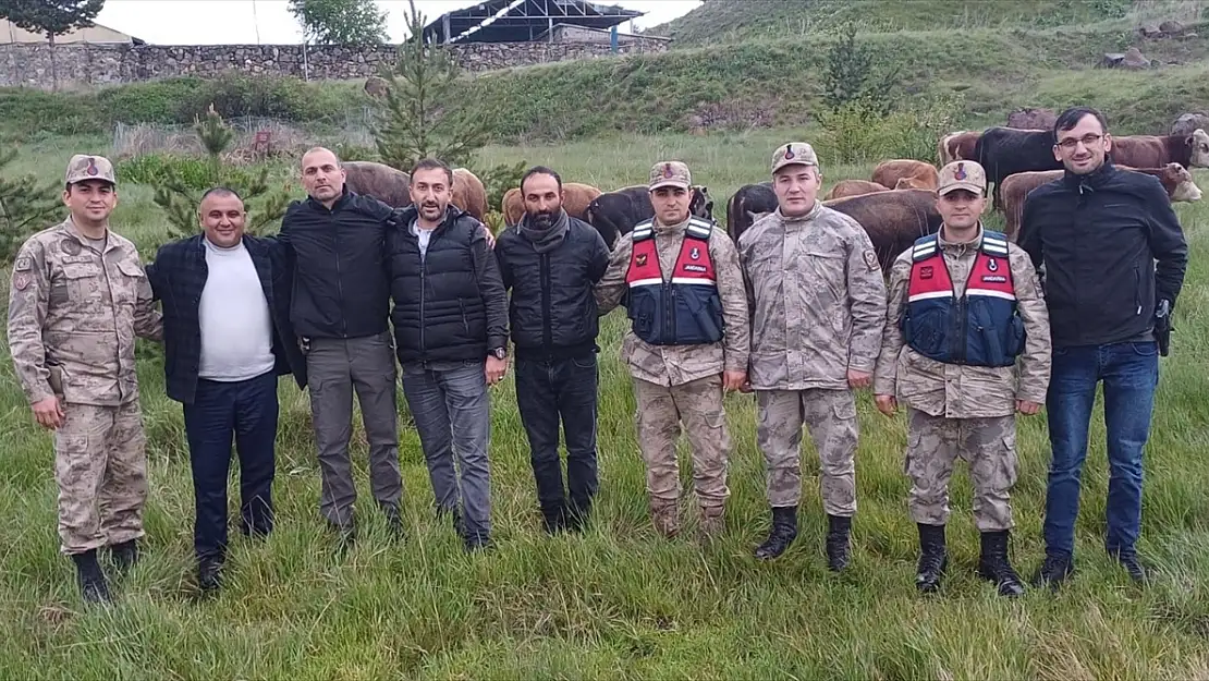 Kars'ta çalınan 12 büyükbaş hayvan Ardahan'da bulundu