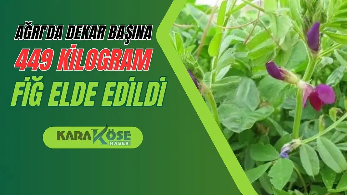 Ağrı'da Dekar Başına 449 Kilogram Fiğ Elde Edildi