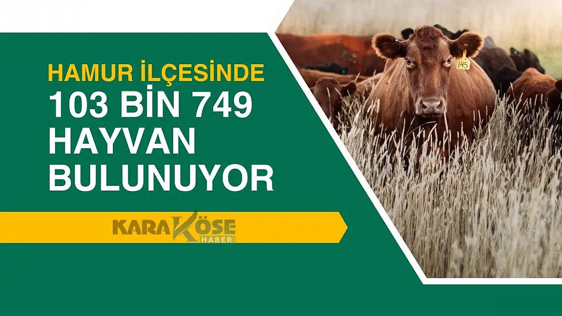 Hamur İlçesinde 103 Bin 749 Hayvan Bulunuyor