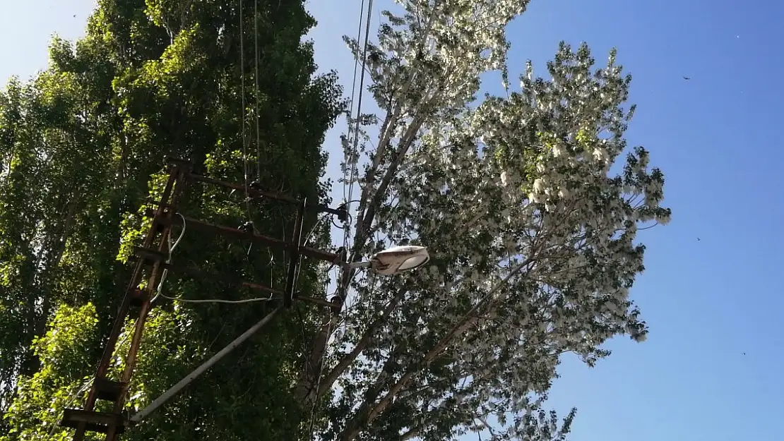 Ağrı'da Polenler tehlike saçıyor!