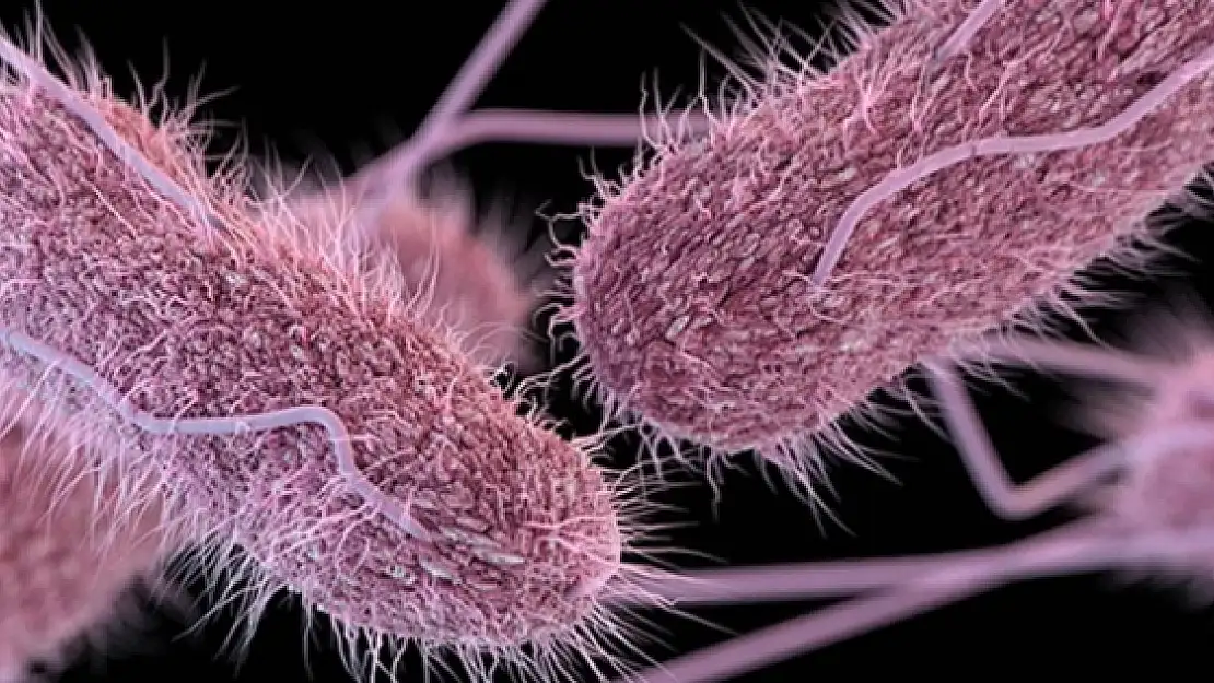 Salmonella nedir, nasıl bulaşır?