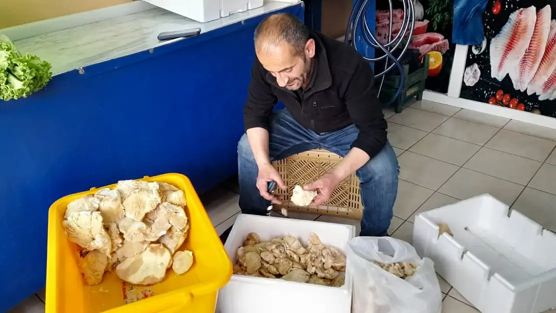 Ağrı'da Mantar Bolluğu: İstanbul İçin Fiyatlar 500 TL Oldu