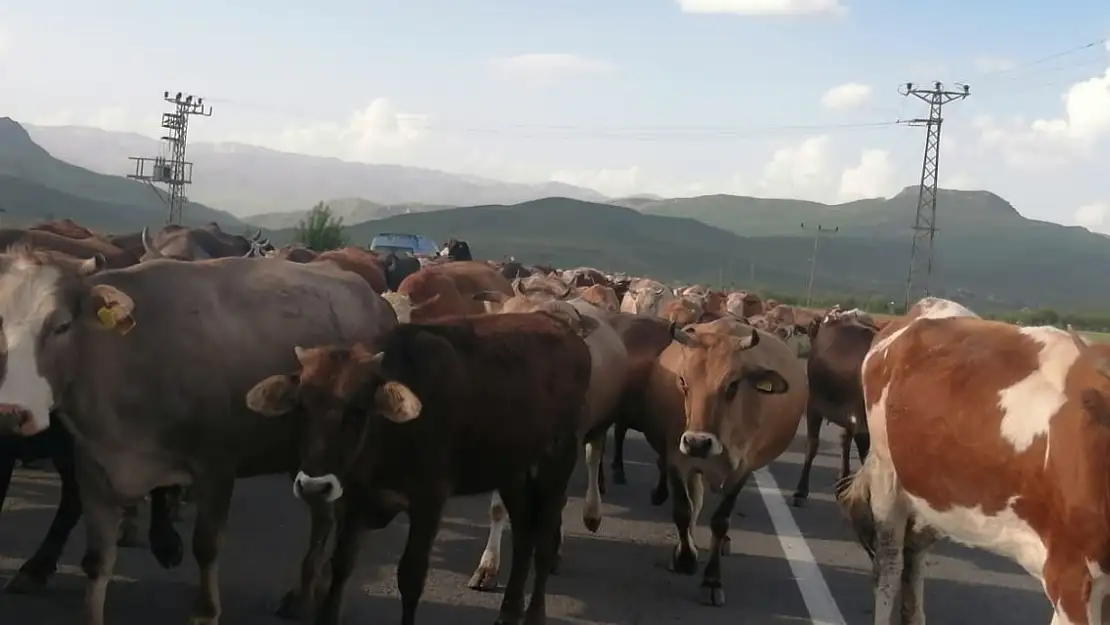 Meralardan Dönen İnekler Asfalt Yollarda