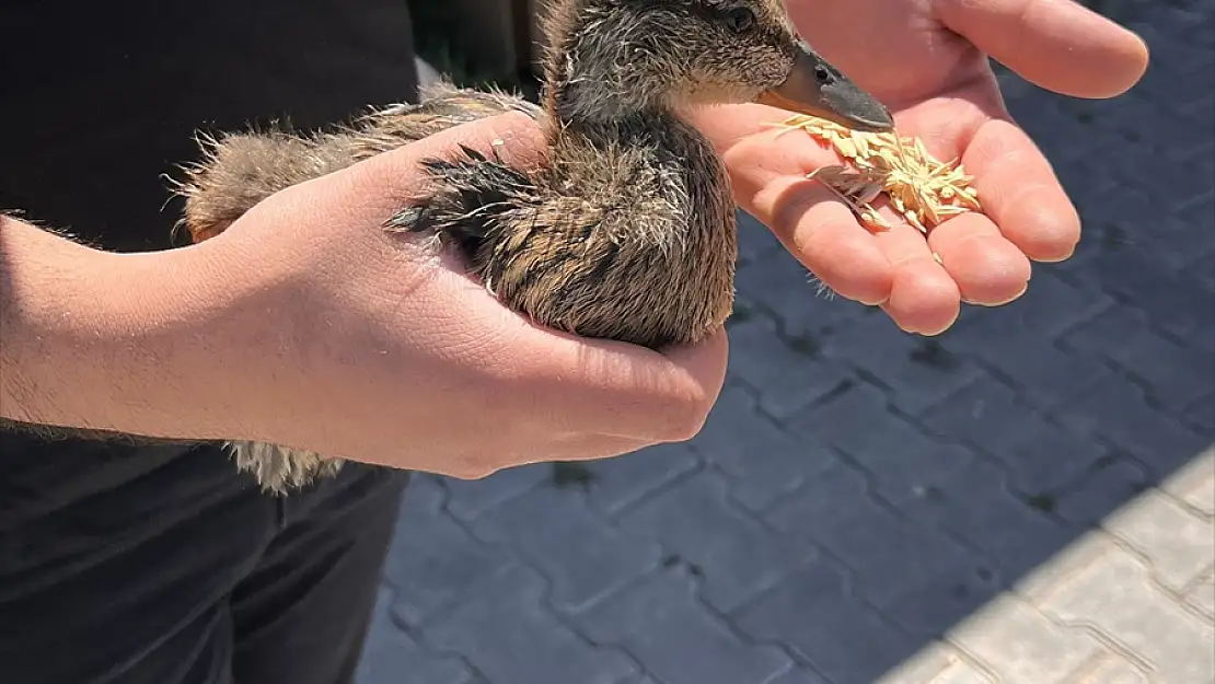 Van'da bitkin bulunan yaban ördeği yavrusu tedaviye alındı