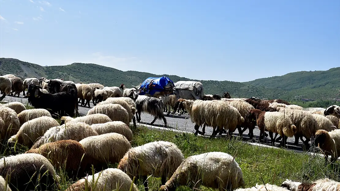 Besicilerin yaylalara yolculuğu devam ediyor