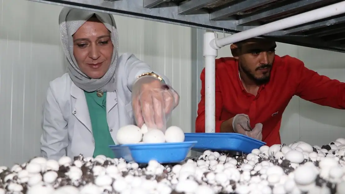 Erzurum'da hayallerini bırakmayan anne, oğluyla mantar üreticisi oldu