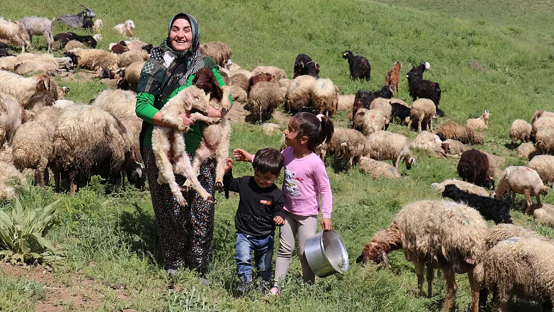 Van'da sürü sahibi kadın, süt talebine yetişmeye çalışıyor