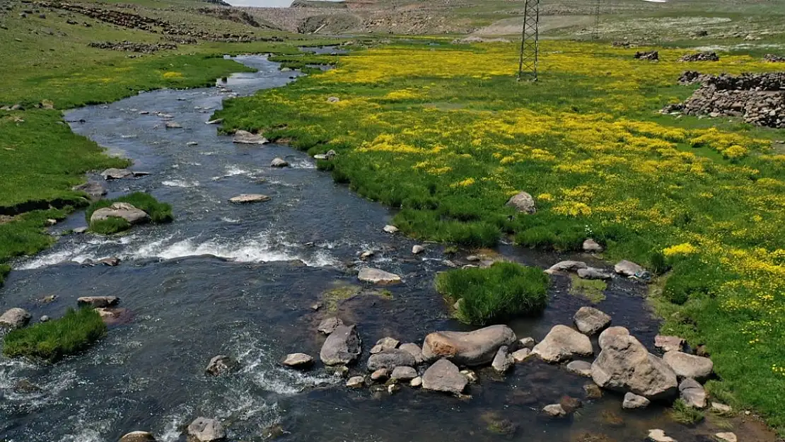 Ağrı Sinek Yaylası'nda yaşam başladı