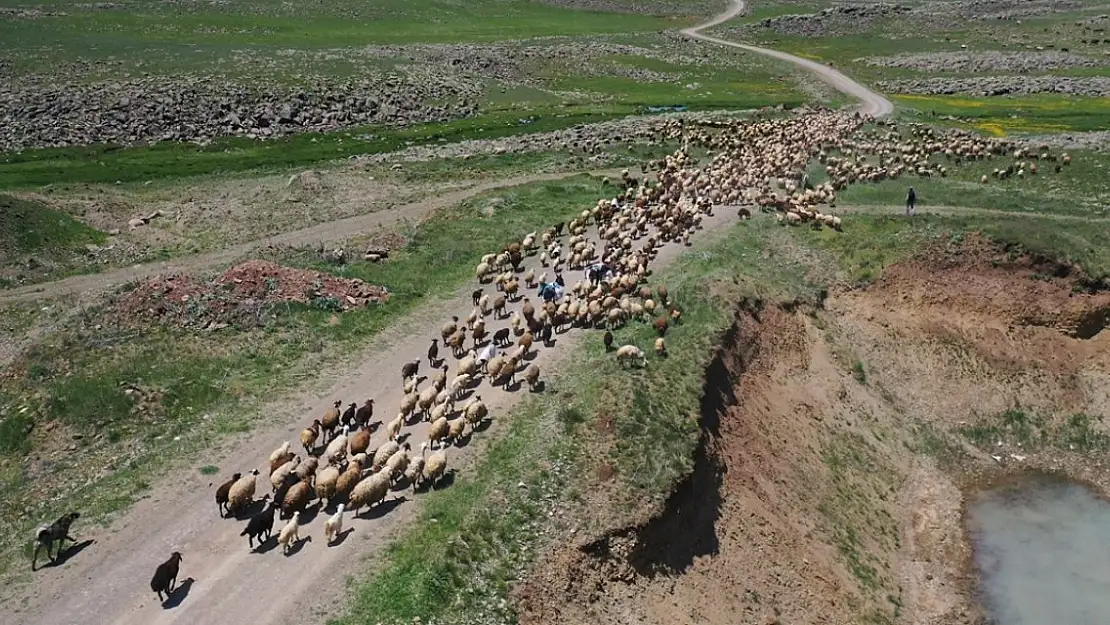 Ağrı Sinek Yaylası'nda yaşam yeniden canlandı