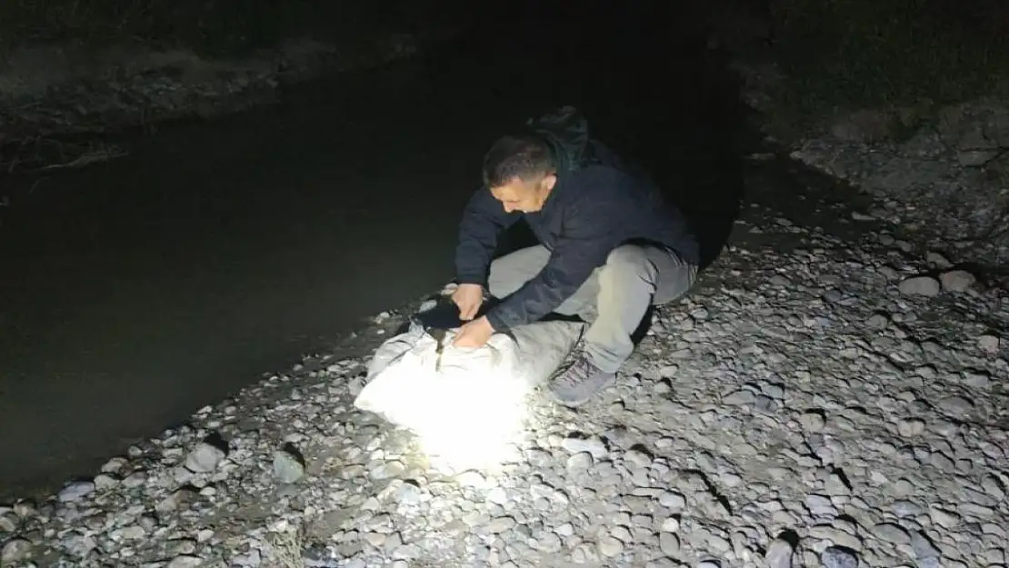 İnci kefali için gece denetimi