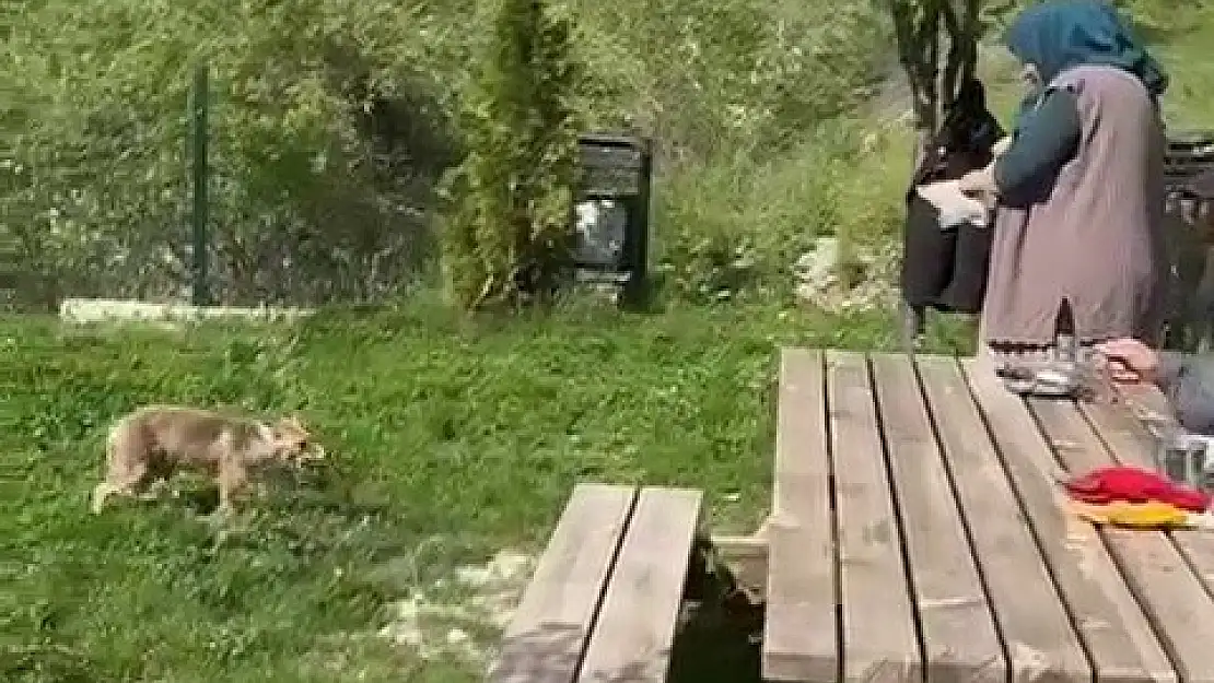 Erzurumlu vatandaş tilkiyi elleriyle besledi
