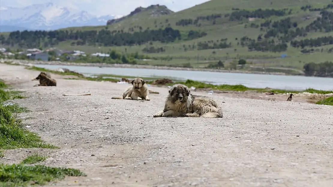 Van'da köpek saldırısında ölen çocuğun ailesi yasal düzenleme istiyor