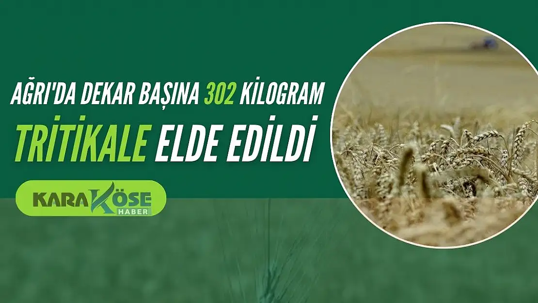 Ağrı'da Dekar Başına 302 Kilogram Tritikale Elde Edildi