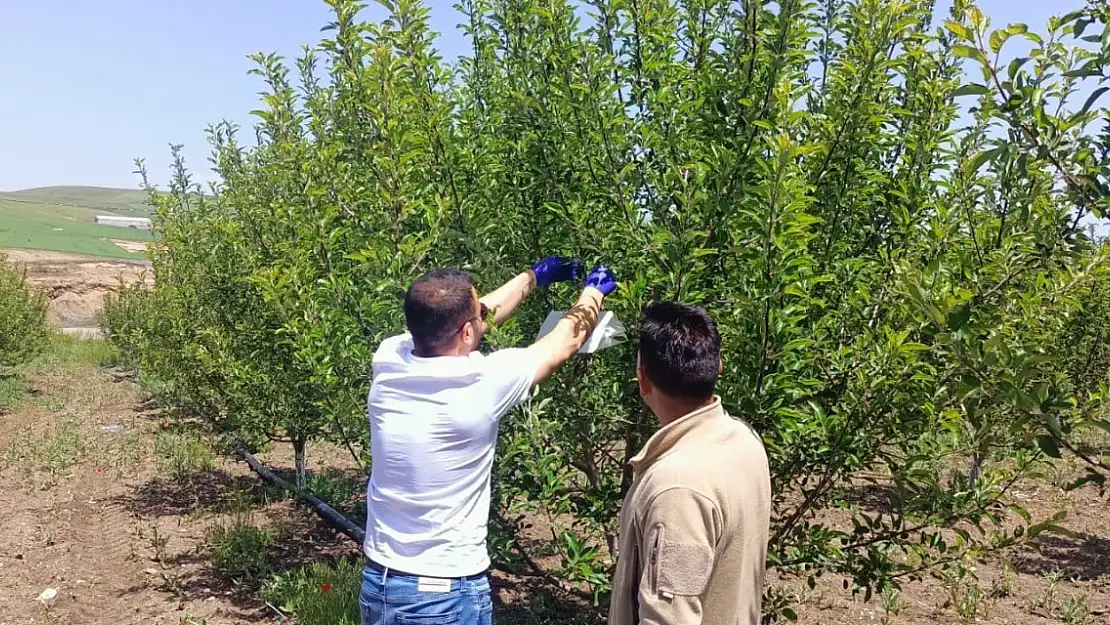 Ağrı'da meyve bahçelerinde hastalık kontrolü