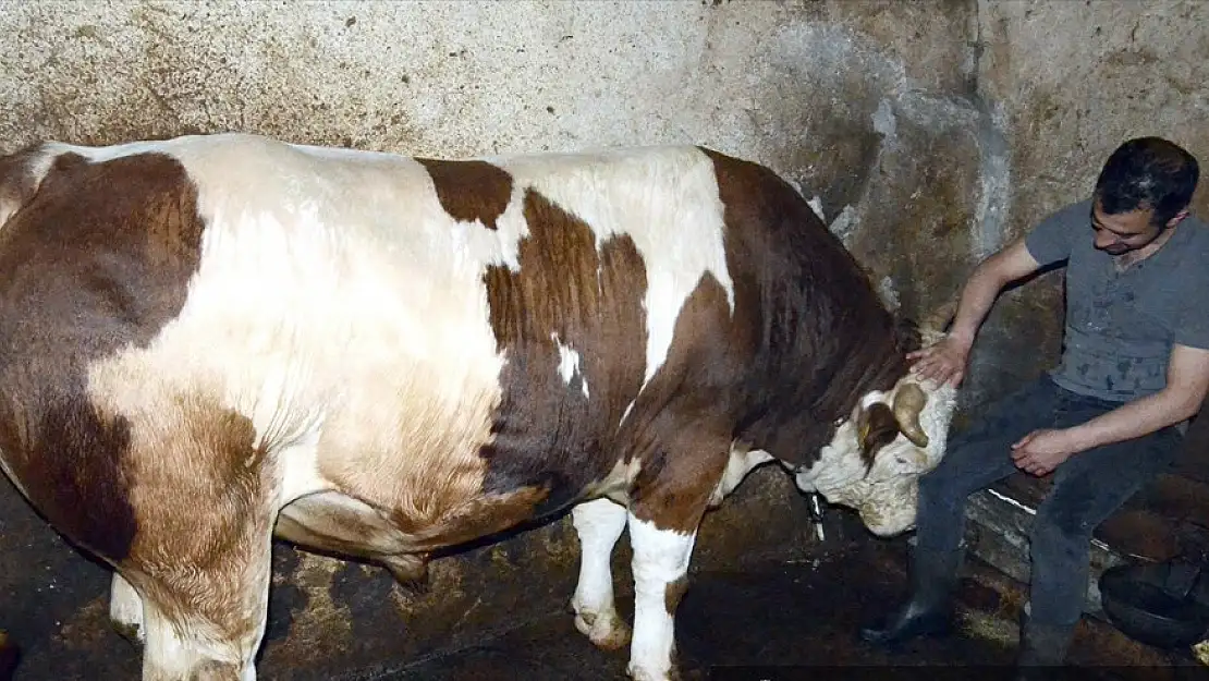Kars'ta 1 tonluk 'Alaca fırtına' alıcısını bekliyor