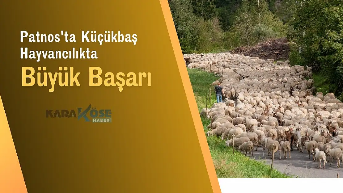 Patnos'ta Küçükbaş Hayvancılıkta Büyük Başarı