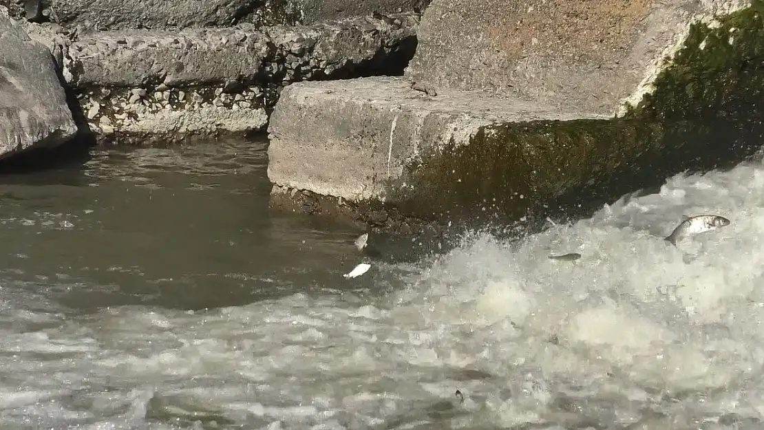 Kars'ta balıkların ölüm göçü başladı