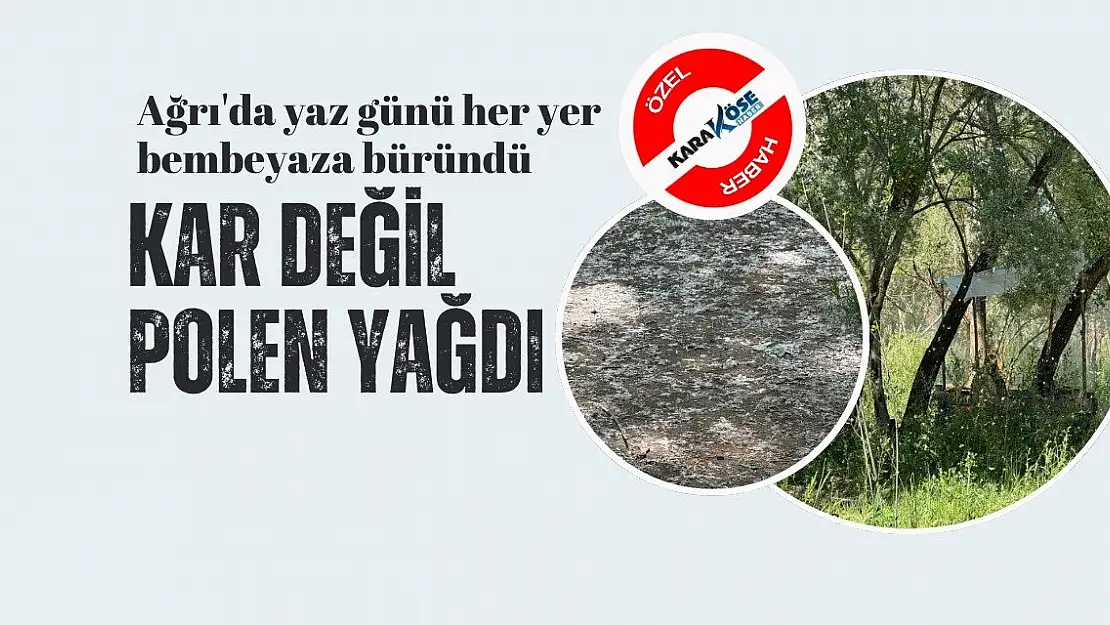 Ağrı'da Kar Değil, Polen Yağdı