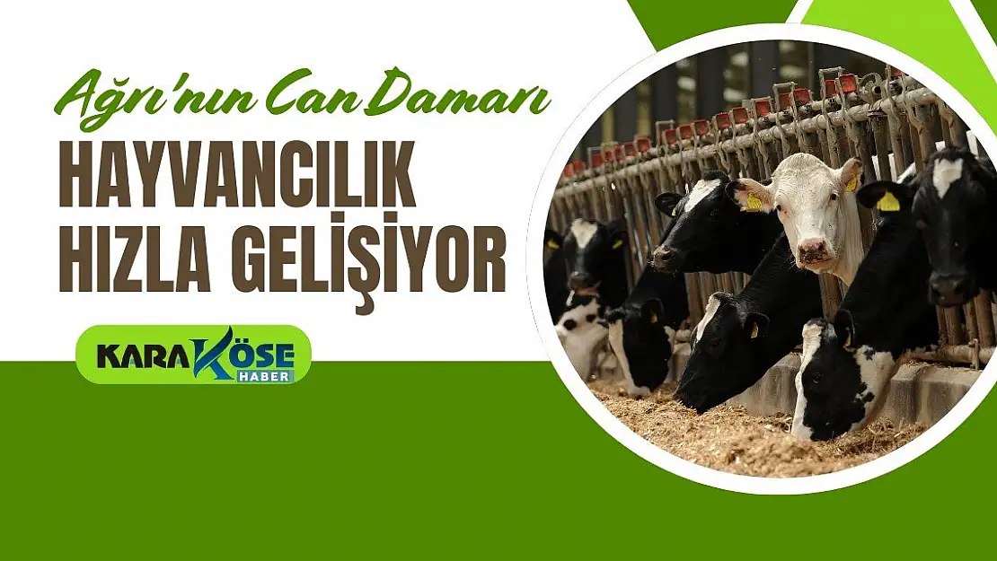Ağrı'nın Can Damarı Hayvancılık Hızla Gelişiyor