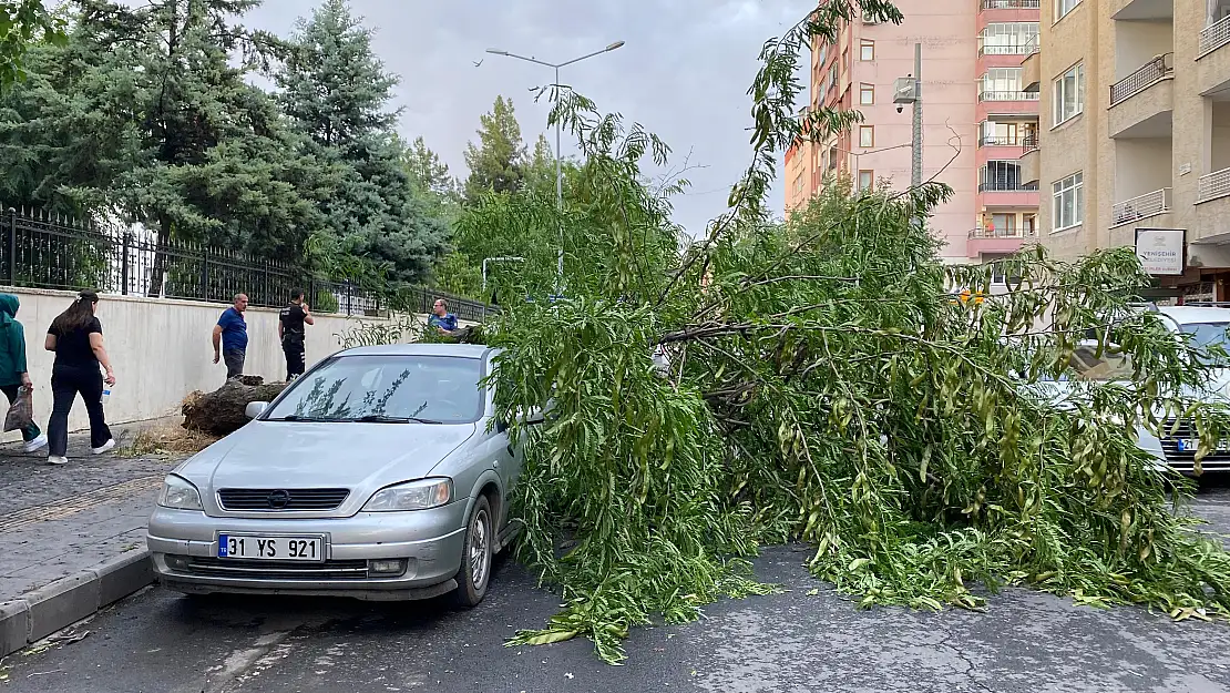 Diyarbakır'da fırtına dev ağacı devirdi