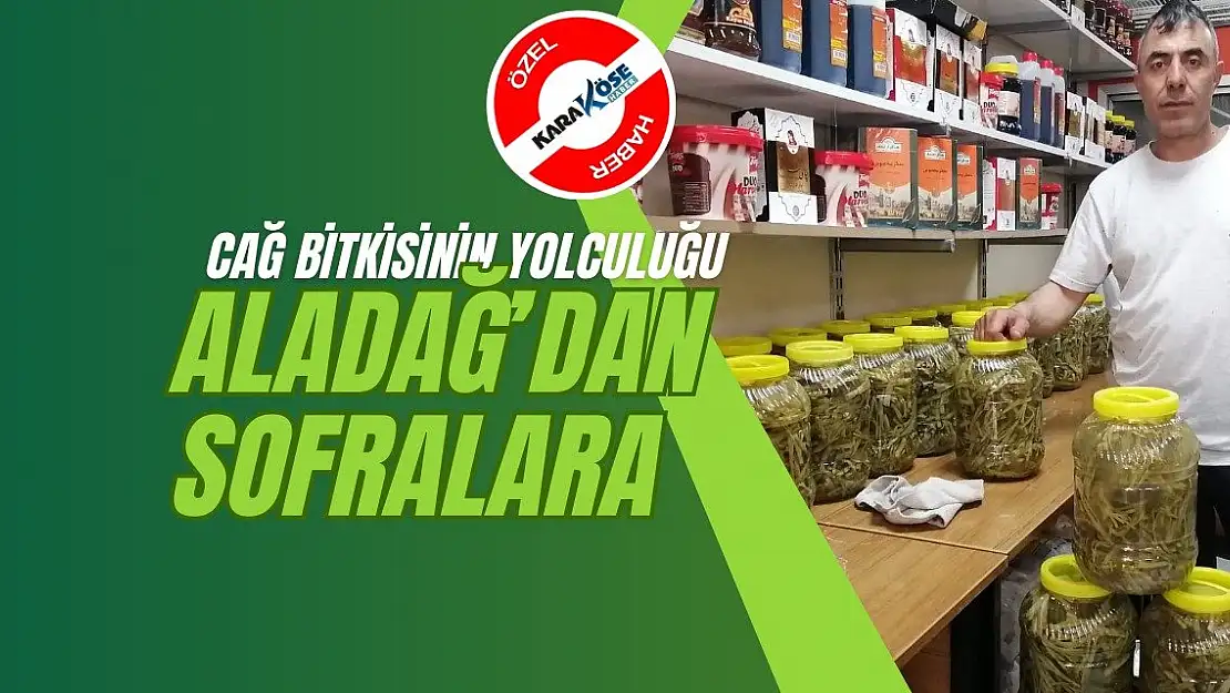Cağ Bitkisinin Yolculuğu: Aladağ'dan Sofralara