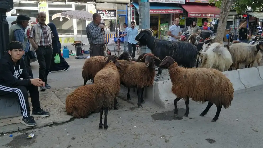 Ağrı'da kurbanlıklar şehir içinde satılmaya başlandı