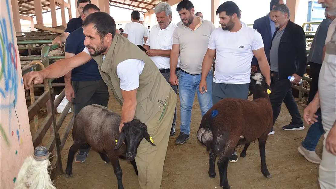 Muş'ta hayvan pazarında hareketli anlar