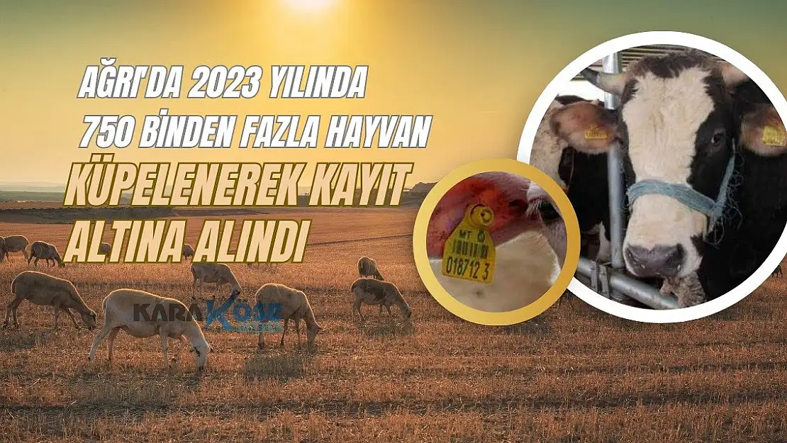 Ağrı'da 750 Binden Fazla Hayvan Küpelenerek Kayıt Altına Alındı