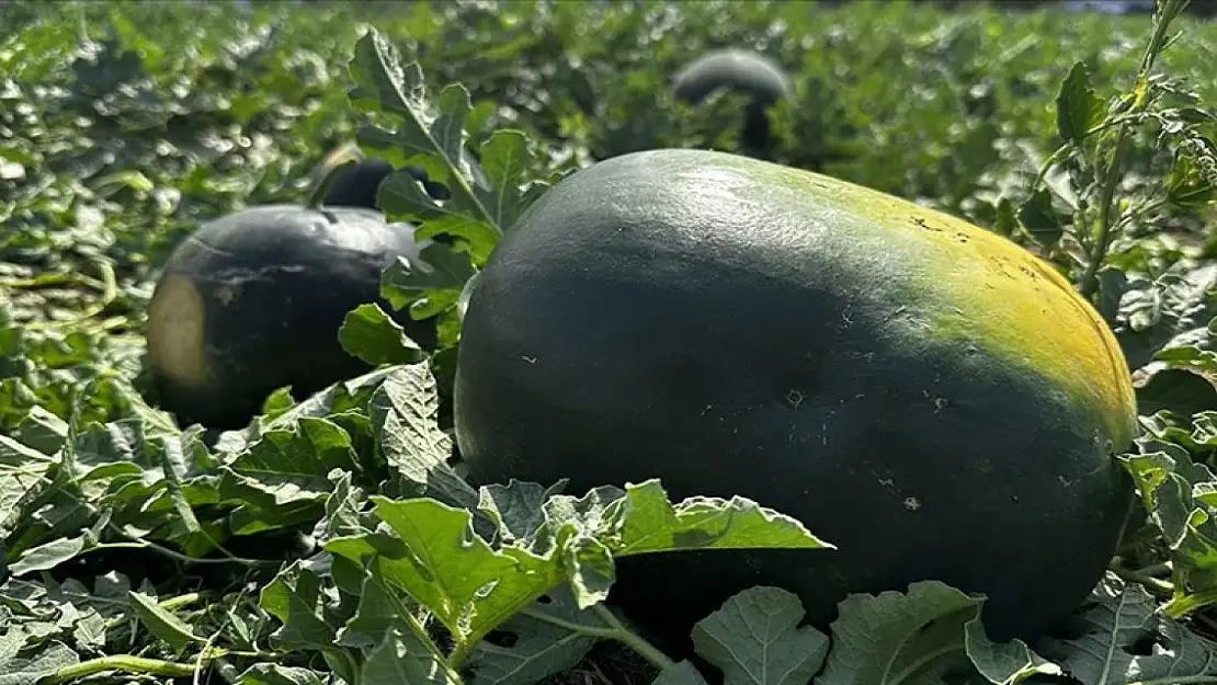 Iğdır'da bin dekar alanda 10 bin ton kara karpuz üretiliyor