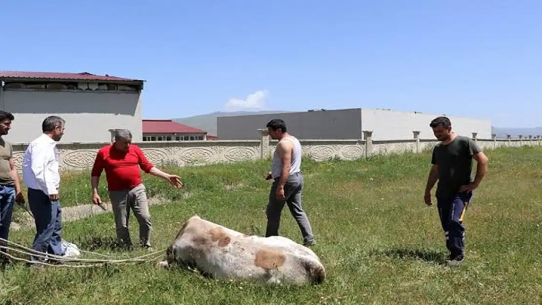 Erzurum'da Pasinler Ovası'na kaçan kurbanlıklar vatandaşlara ve ekiplere zor anlar yaşattı