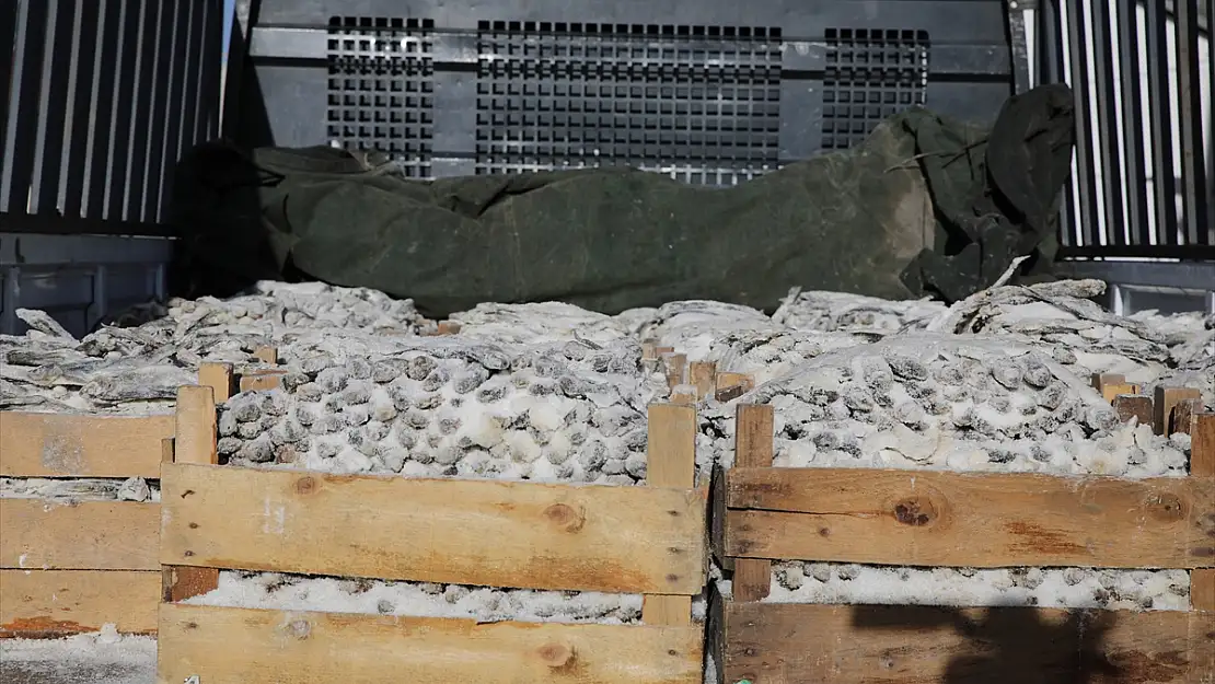 Van'da tuzlanarak kurutulmuş tonlarca inci kefali ele geçirildi