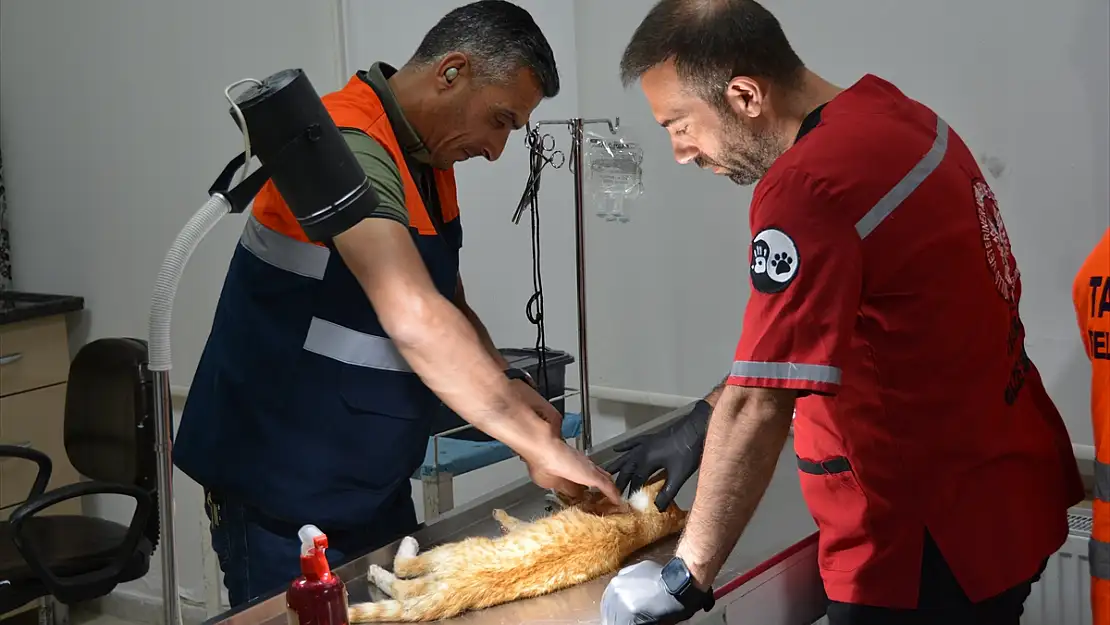 Bitlis'te ot biçme makinesine sıkışan kedi ameliyat edildi