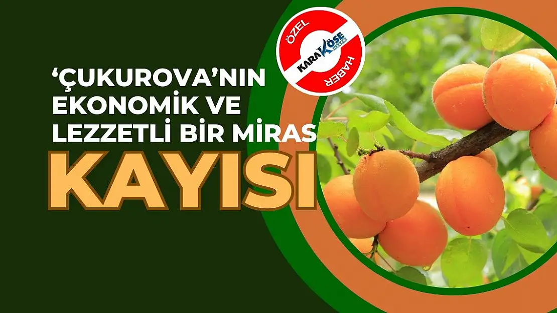 'Çukurova'nın Ekonomik ve Lezzetli Bir Miras: Kayısı