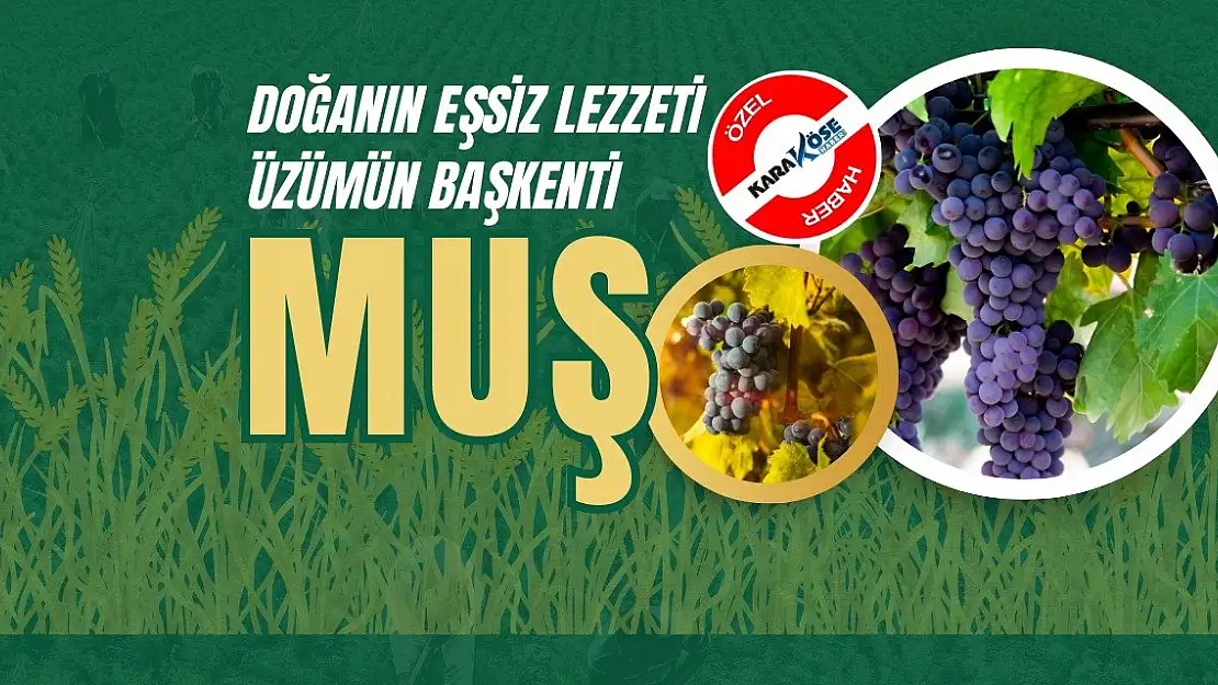 Doğanın Eşsiz Lezzeti Üzümün Başkenti: Muş