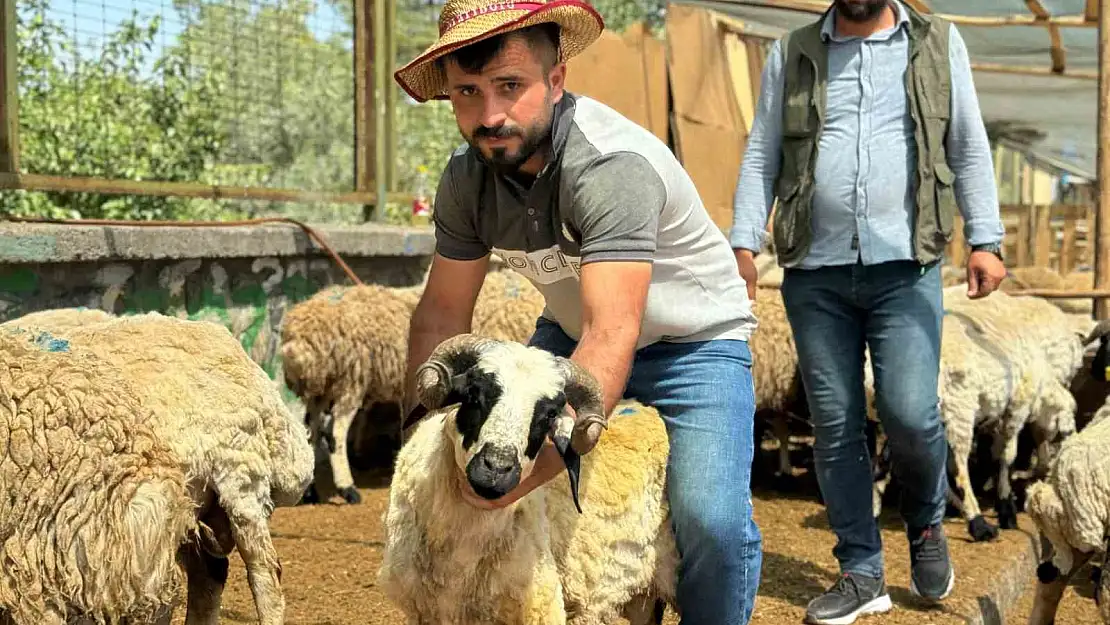 Diyarbakır'da hayvan pazarında yoğunluk yaşanıyor
