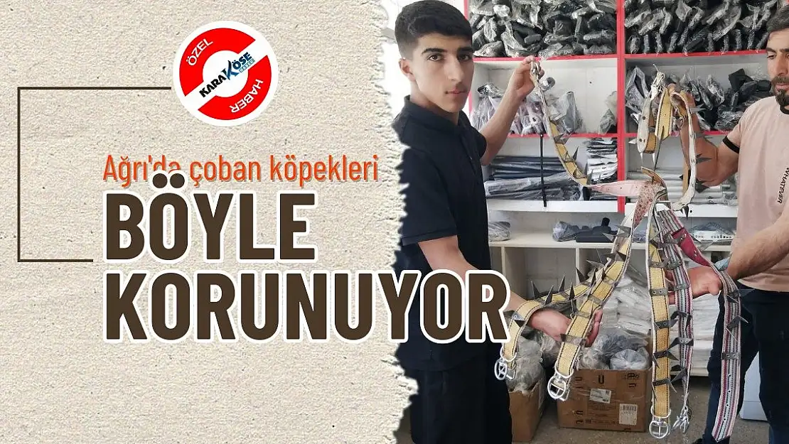 Ağrı'da Çoban Köpekleri böyle korunuyor