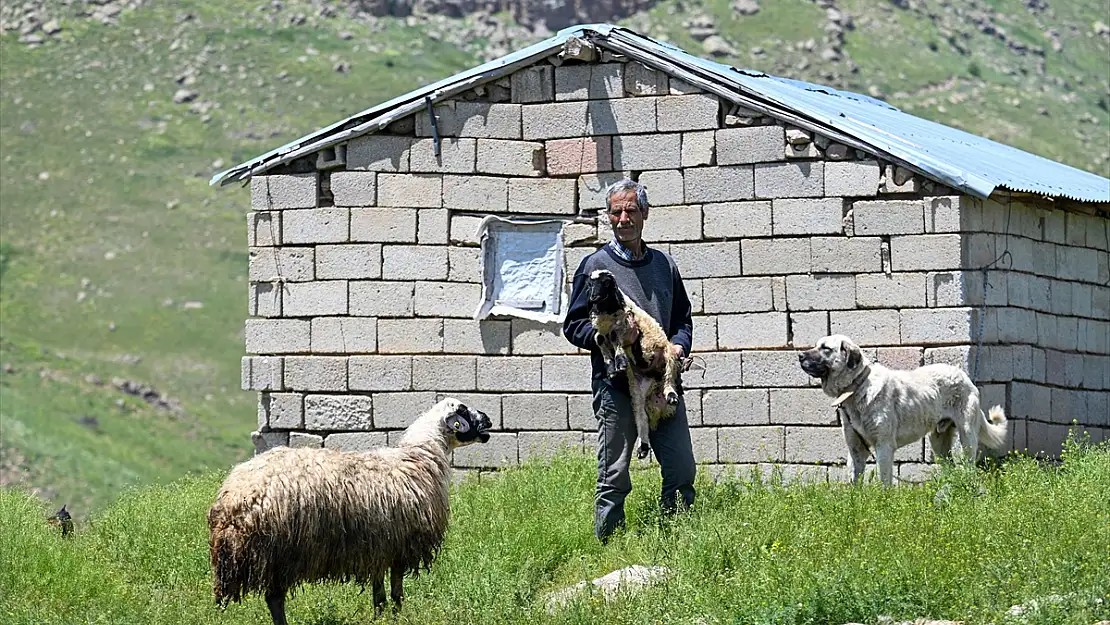 Vanlı besici 30 yıldır 2 bin 500 rakımda hayvanlarına bakıyor