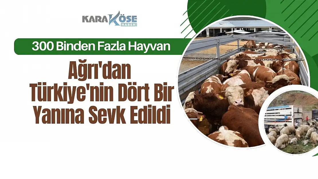 Ağrı'dan Türkiye'nin Dört Bir Yanına hayvan sevk edildi