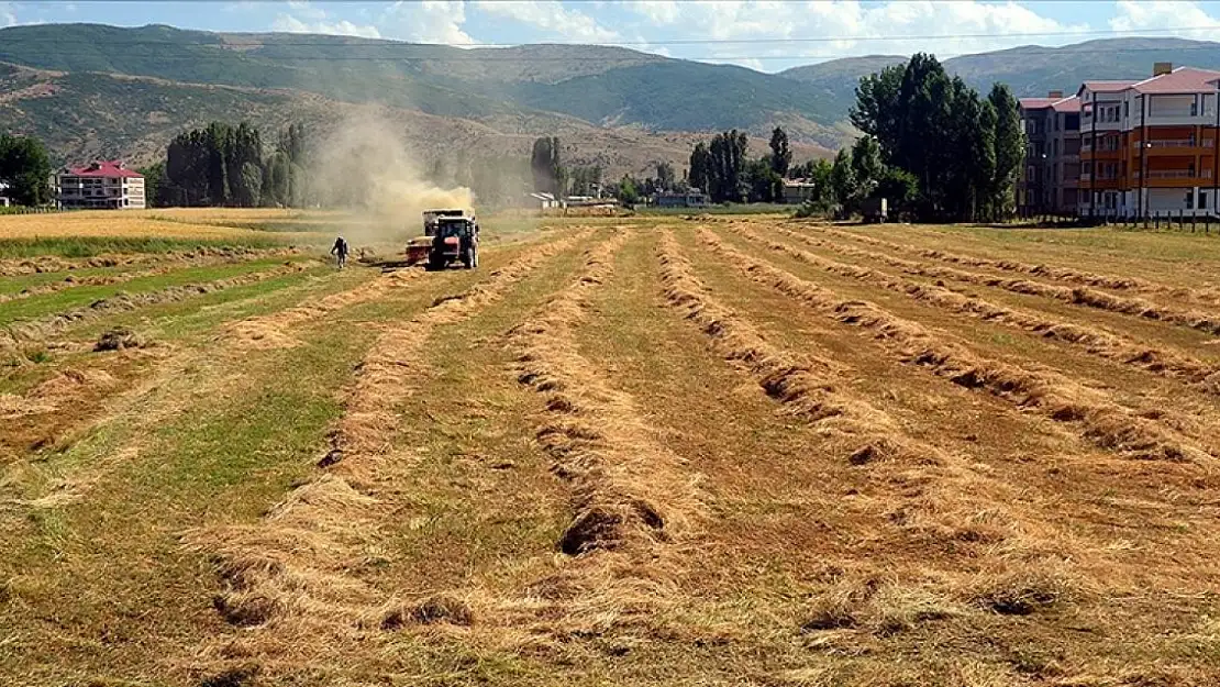 Muş'ta çiftçiler hayvanlarının kışlık yem ihtiyacını karşılamak için mesai yapıyor