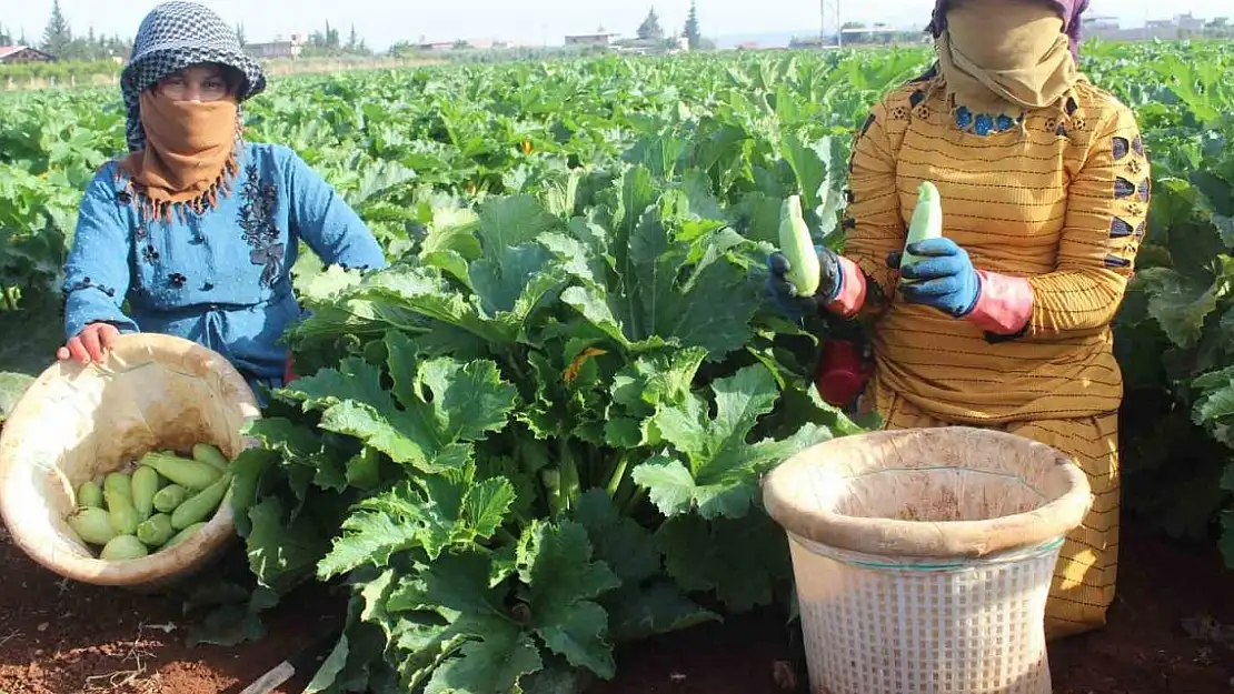 Hasadı başlayan kabak tarlada 12 TL'ye satılıyor