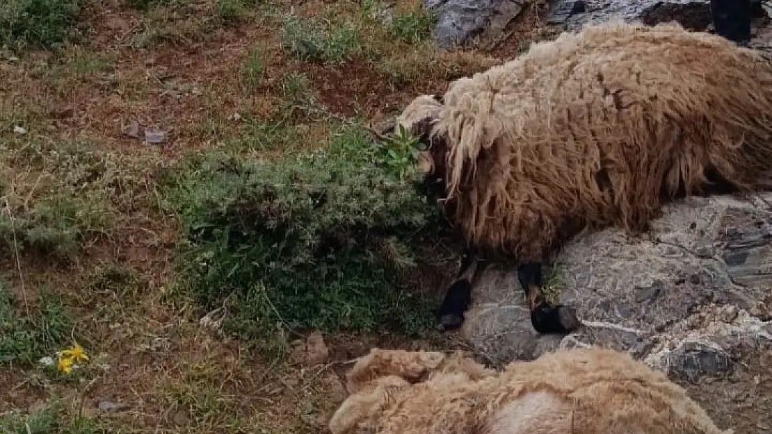 Van'da sürüye yıldırım isabet etti, hayvanlar telef oldu