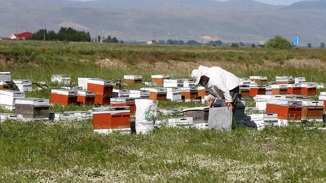 Muş Ovası bu yıl 478 gezgin arıcıya ev sahipliği yapıyor