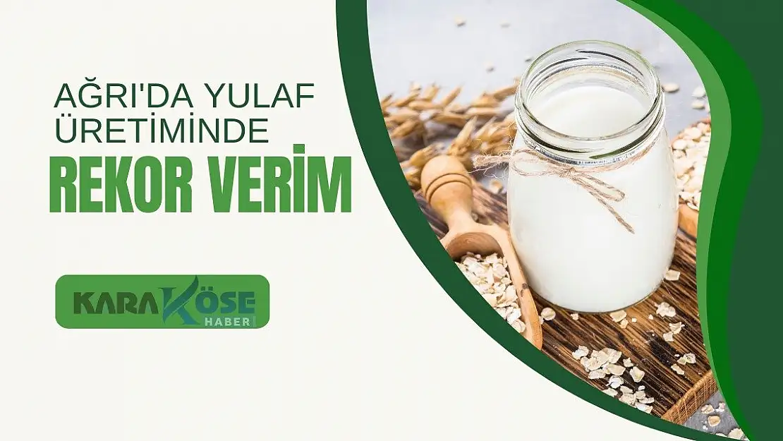 Ağrı'da Yulaf Üretiminde Rekor Verim