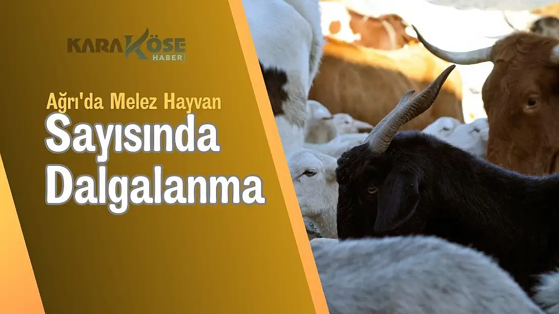Ağrı'da Melez Hayvan Sayısında Dalgalanma
