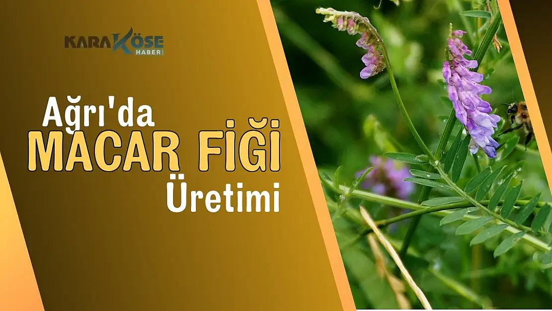 Ağrı'da Macar Fiği Üretimi