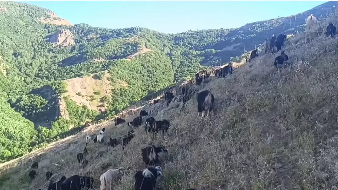 Muş'ta koyunları otlatırken kurt ile göz göze gelen çoban korku dolu anlar yaşadı